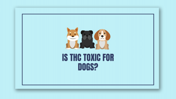 THC Toxic For Dogs
