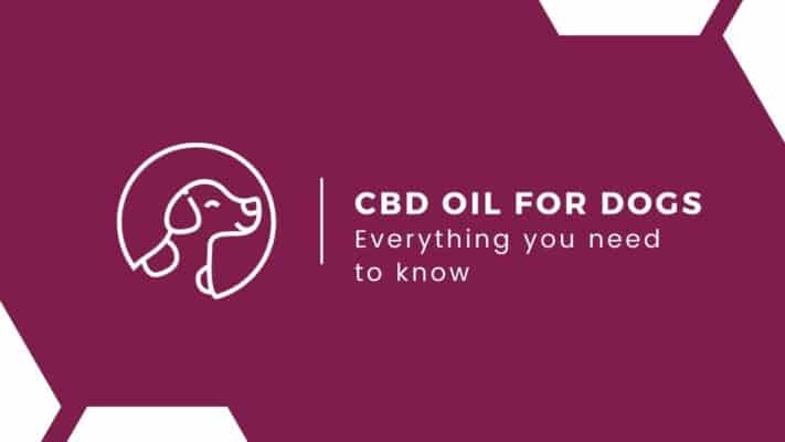 CBD-Oil-For-Dogs-Guide